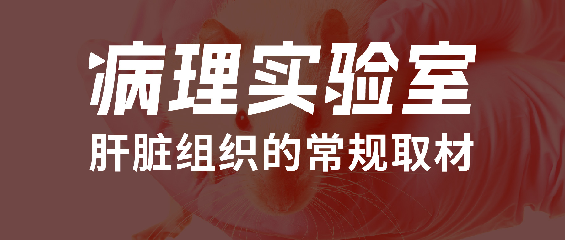 肝脏组织的常规取材