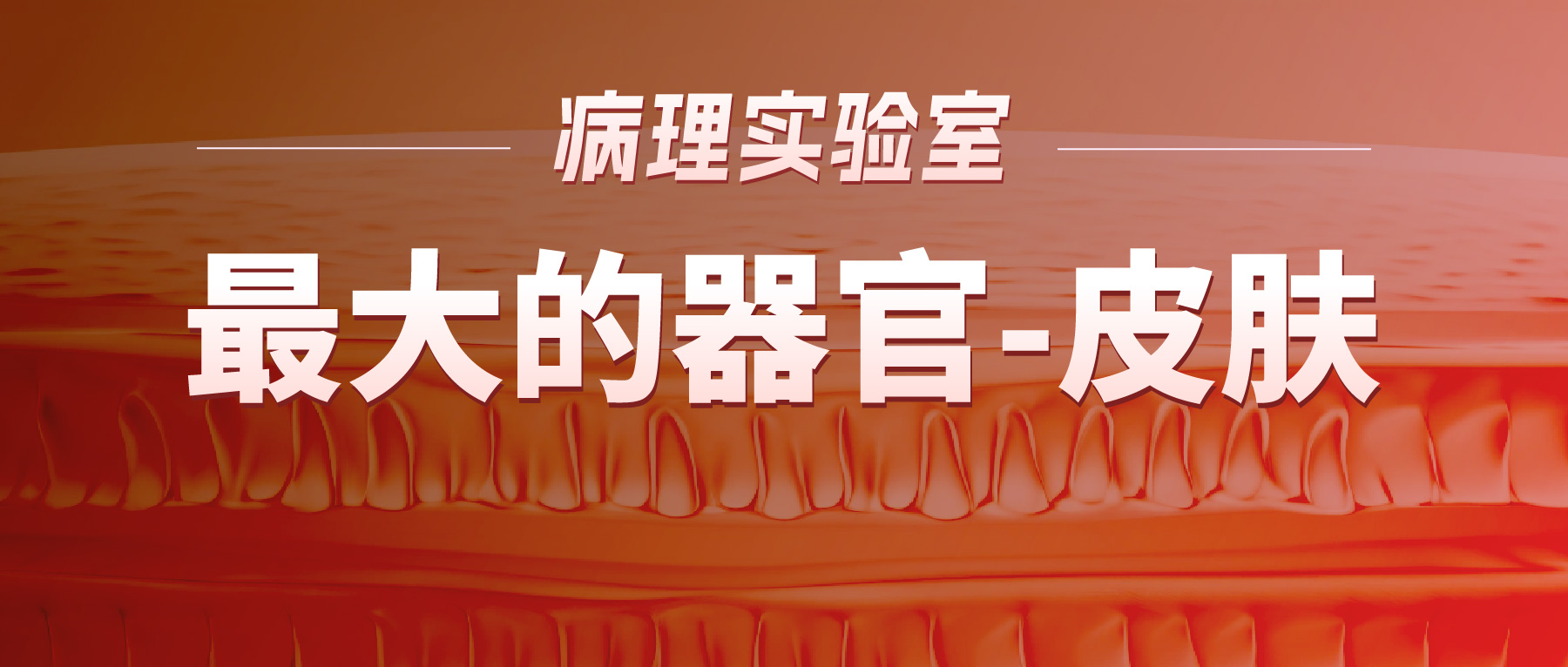 「病理实验有话说」-最大的器官-皮肤