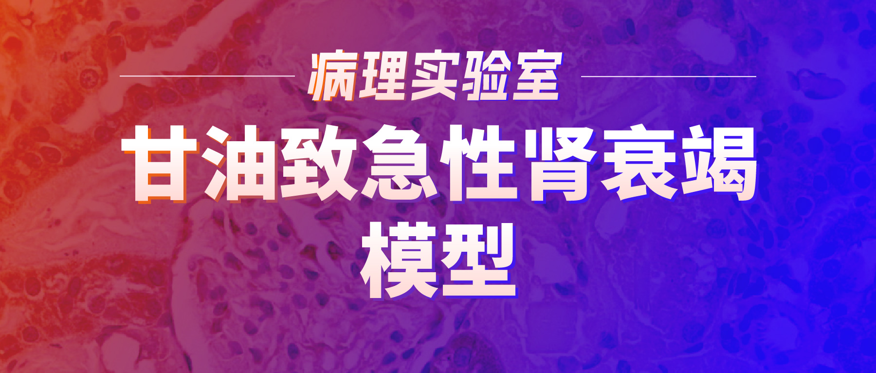 「病理实验有话说」-甘油致急性肾衰竭模型