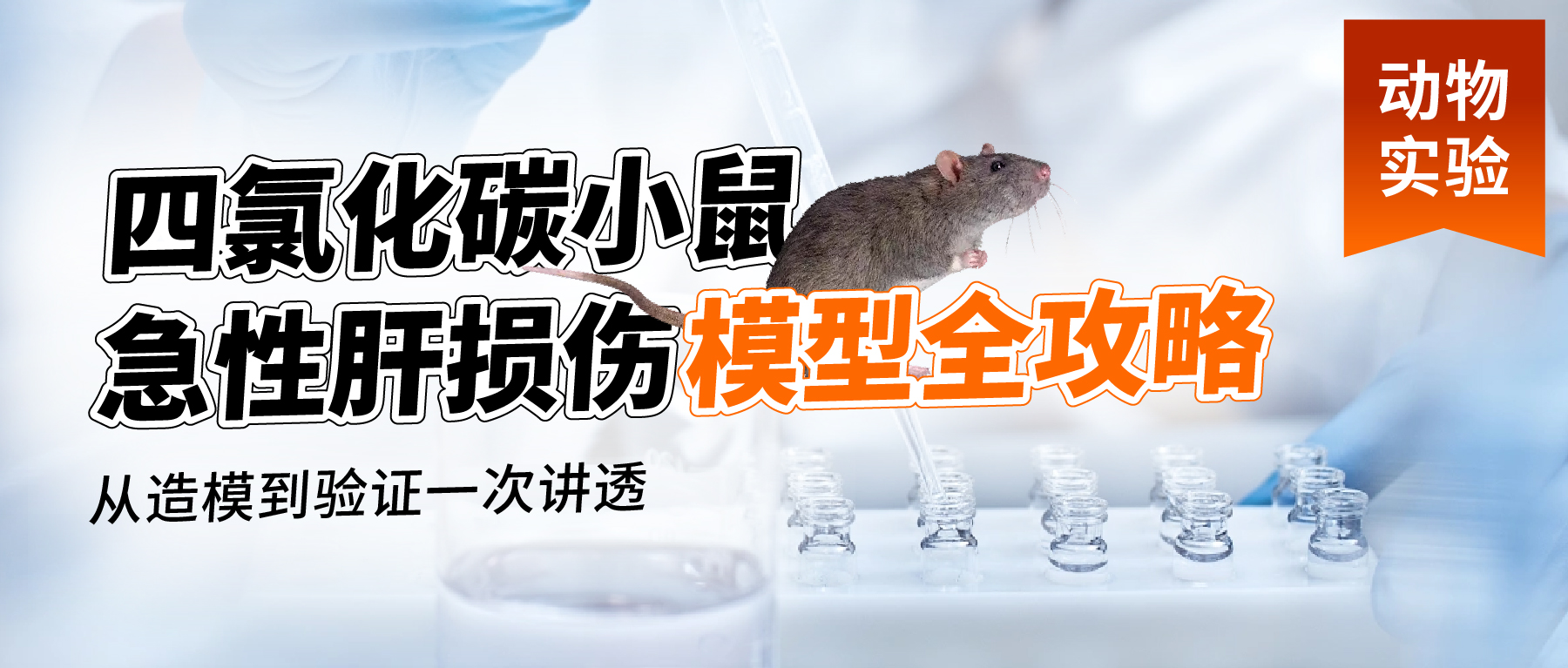 「动物实验有话说」- 四氯化碳小鼠急性肝损伤模型全攻略动