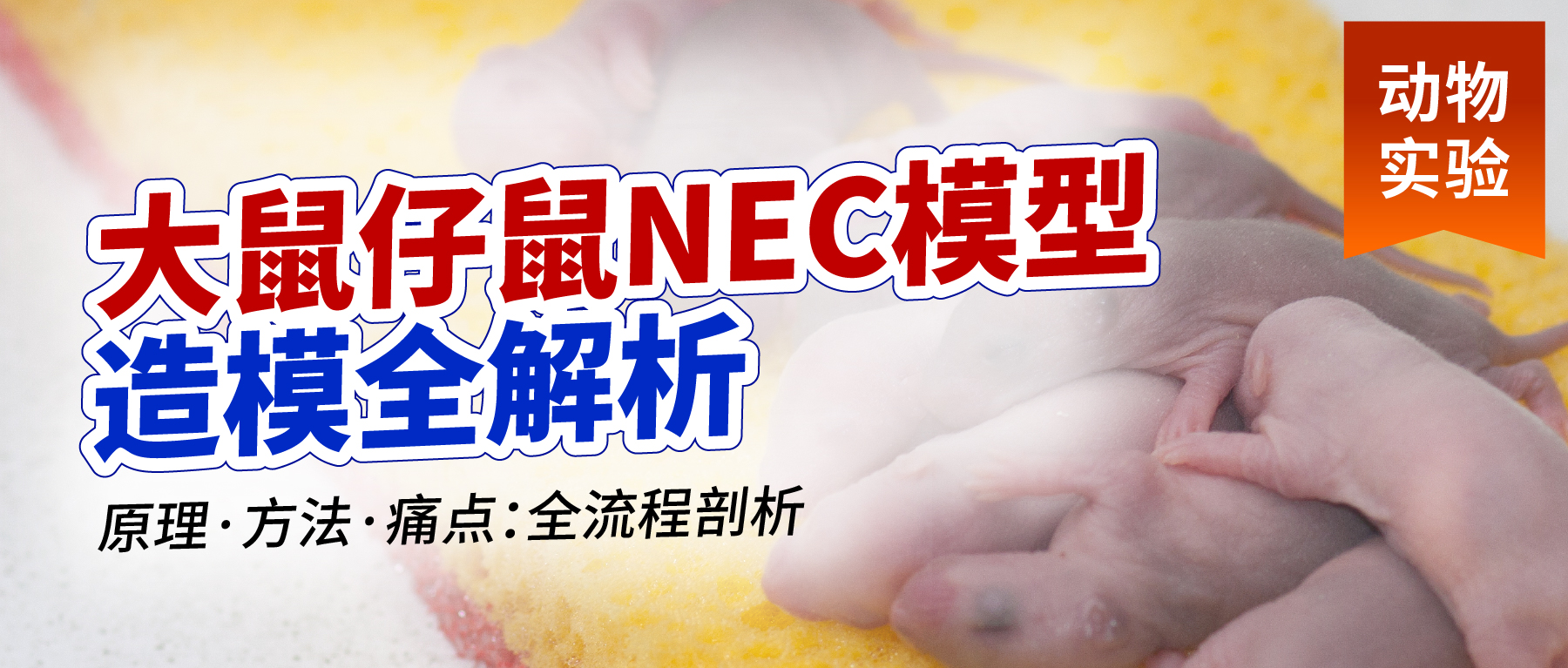 「动物实验有话说」- 小鼠I型糖尿病造模全攻略