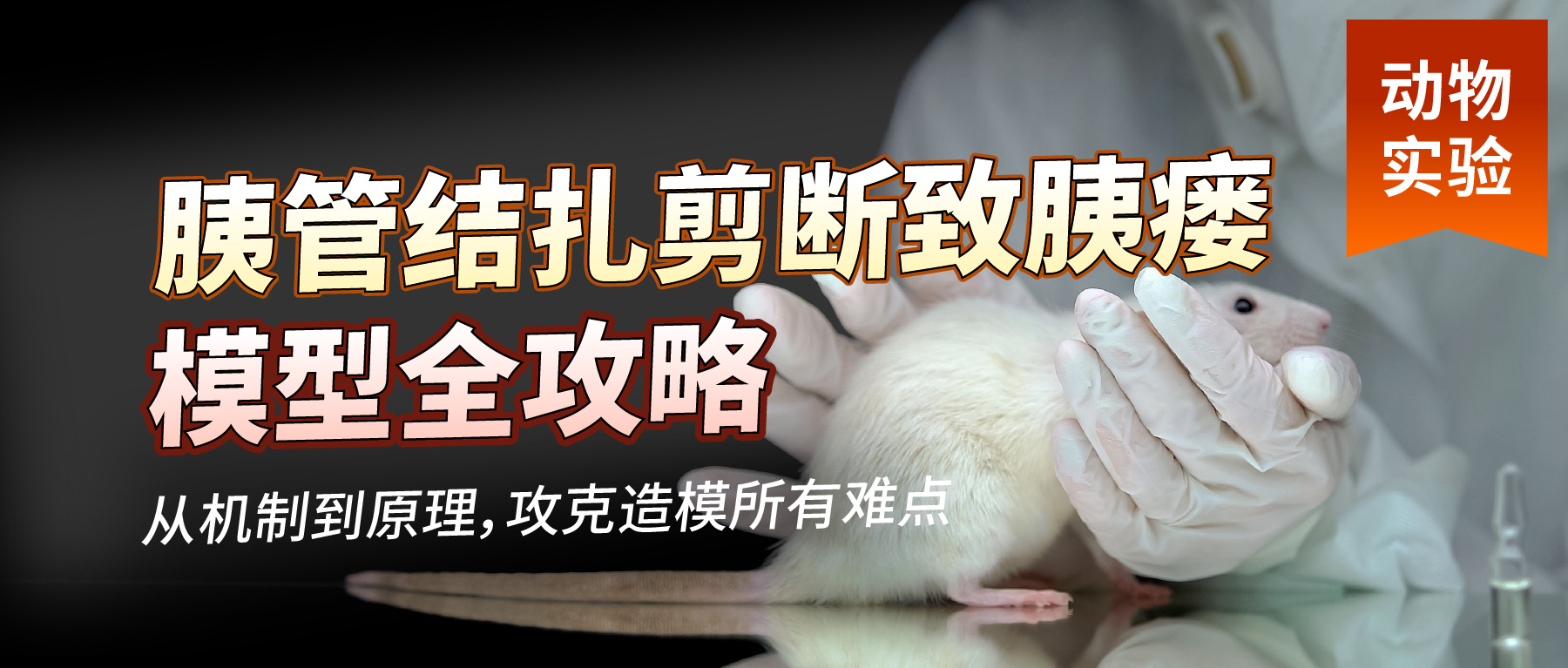 胰管结扎剪断致胰瘘模型： 从机制到模型原理，攻克造模所